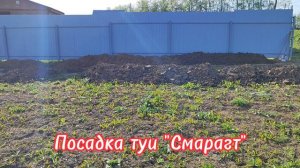 Маточник туи "Смарагт"
