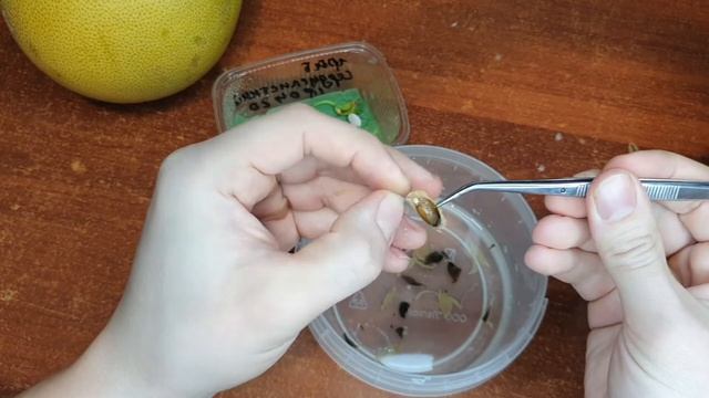 Помело из семян, скарификация и проращивание