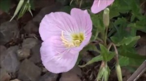 Mexican Primrose starts to bloom - bright pink flowers