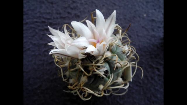 Turbinicarpus macrochele смотреть онлайн