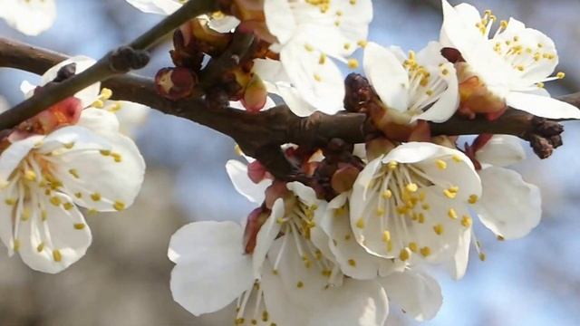 Panasonic TZ 60-тест. Релаксация "Апрель". смотреть онлайн