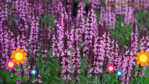 Шалфей дубравный Нью Дименсион Роуз. Краткий обзор, описание salvia nemorosa New Dimension Rose