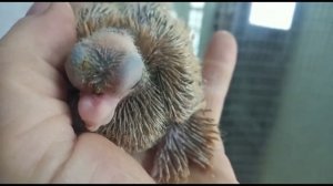 Лёт и игра голубей и молодые птенцы. Двухчубые голуби. Tauben. Pigeons