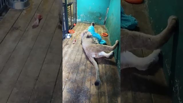 Подарок для Симбы?? Видео от 22.03.21 года. смотреть онлайн