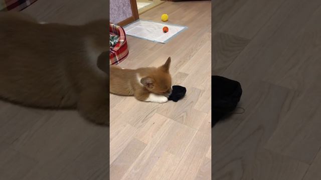 Страшный зверь корги срывает носок с ноги:) смотреть онлайн