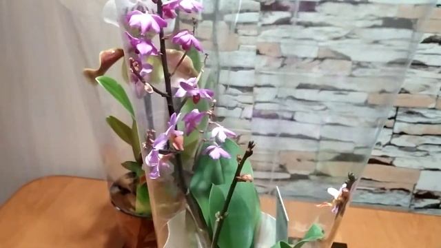 Новые СОРТОВЫЕ цветы. Пафиопедилум, фаленопсис, фиалки. Льюис Берри с уценкой. смотреть онлайн