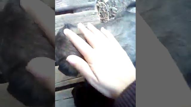 Щенки породы Ротвейлер смесь овчарки. смотреть онлайн