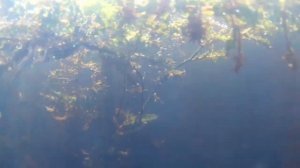 #Подводная Охота на реке Теза. Часть 1.