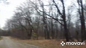 Прогулка по лесу. Собираем хвойный опад для укрытия молодых гортензий.