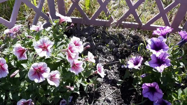 МОЙ ДАЧНО - ЦВЕТОЧНЫЙ РАЙ 