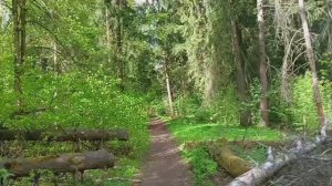 6. Кучинский лесопарк - Kuchinsky Forest Park