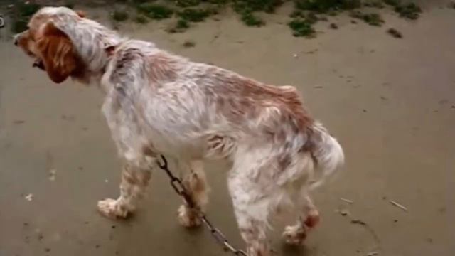 СОБАКУ ДЕРЖАЛИ НА ЦЕПИ, А КОГДА СТАЛА НЕ НУЖНОЙ ЕЁ ЗАМОРИЛИ ГОЛОДОМ смотреть онлайн