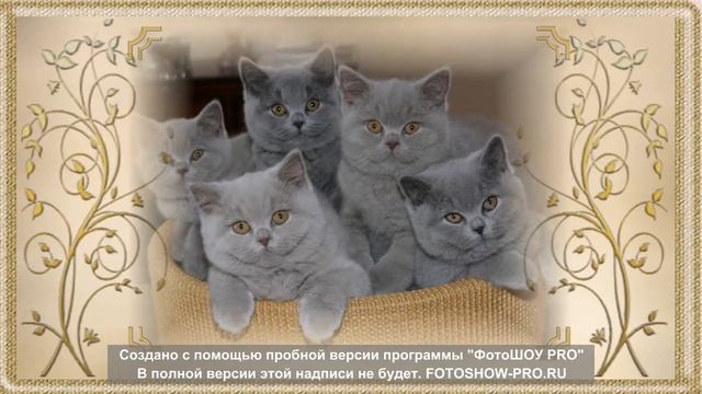 Стоит ли заводить Британскую кота/кошку ? смотреть онлайн