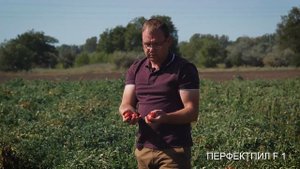 Перфектпил томат для открытого грунта купить семена томатная паста помидоры для переработки