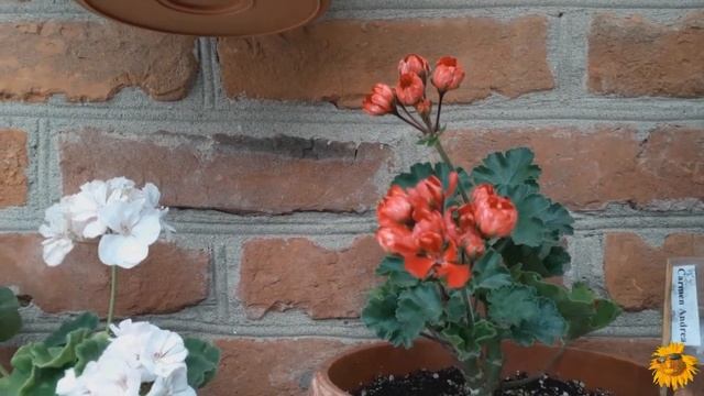 Пеларгонии. Новая коллекция. Часть 4.