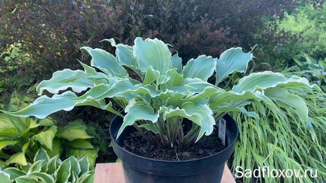 Хоста Султанс Оф Свинг (Sultans Of Swing) в моем саду смотреть онлайн