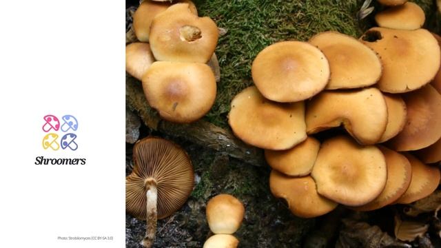 Sheathed woodtuft (Kuehneromyces mutabilis) | Lookalikes | Practical Short Profile | Shroomers смотреть онлайн