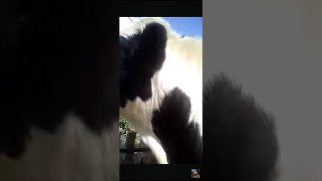 Без привязное содержание быков.