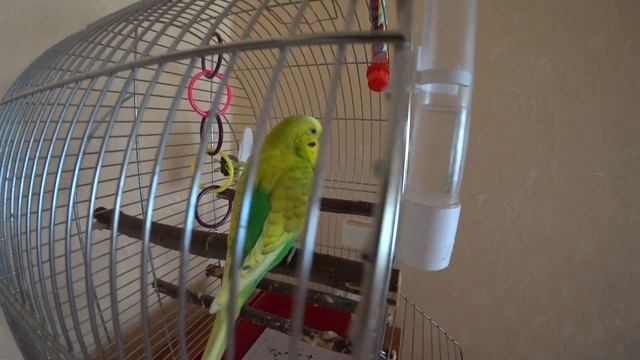 УТРО ПОПУГАЯ ТОШИ // ЗАБАВНЫЙ и МИЛЫЙ волнистый ПОПУГАЙ // зеленый попугайчик TV смотреть онлайн