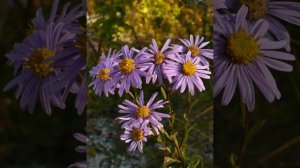 Растительный мир Беларуси