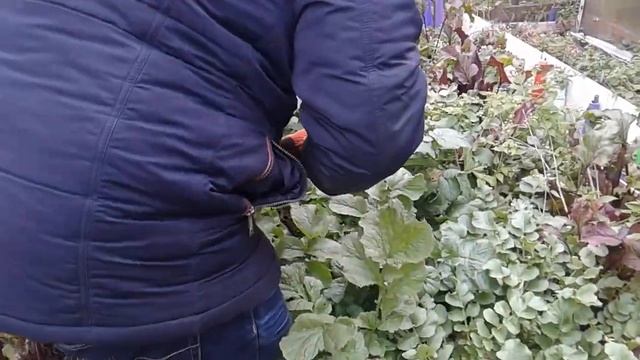 Маленький Огородик Елены Тереховой - Урожай Чёрной Редьки 21.10.2022 смотреть онлайн