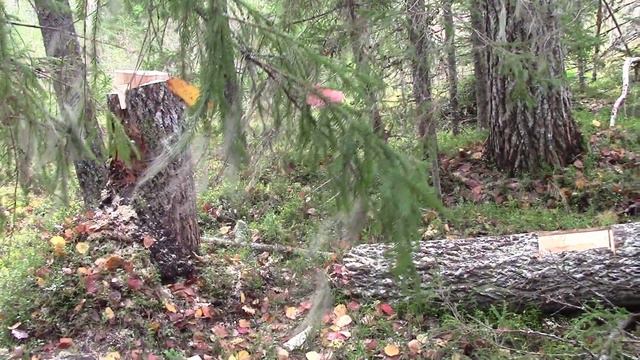 Брожу по тайге, увожу лосей от лесных дорог