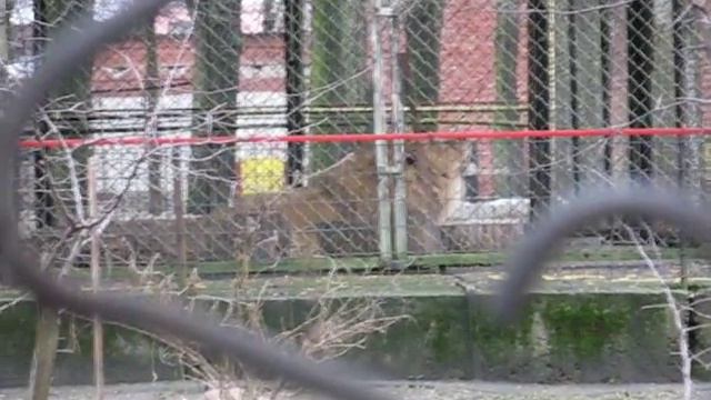 Vitebsk, Lion at Zoo смотреть онлайн