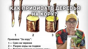 Самый простой способ прививки - на кору