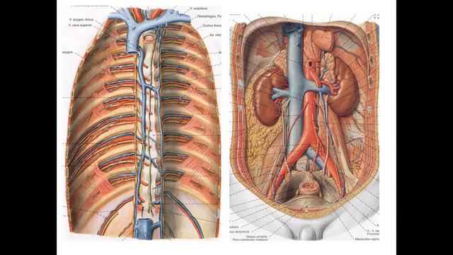 Dolaşım sistemi 9 (Venler, ekstremite venleri, portal sistem) (SBFDHEZC) İnsan Anatomisi смотреть онлайн
