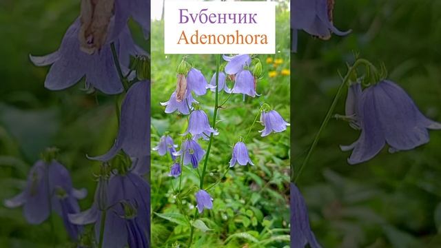 Бубенчик в лесу  (Adenophora).?