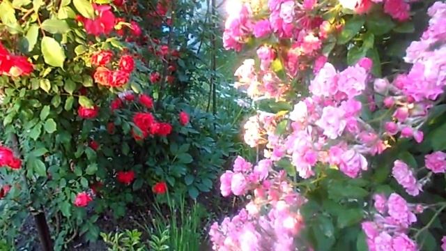 МОЯ ЛЮБИМАЯ ДАЧА ) ПОСМОТРИТЕ КАК КРАСИВО ЦВЕТУТ ПЛЕТИСТЫЕ РОЗЫ смотреть онлайн