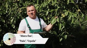 Защищаем ГРЕЦКИЙ ОРЕХ от болезней