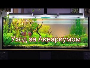 Еженедельный уход за аквариумом. Подмена воды в аквариуме
