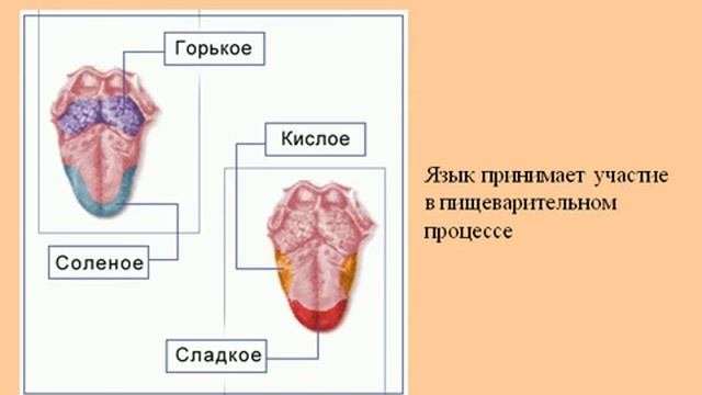 Анатомия 1 Строение пищеварительной системы AVI