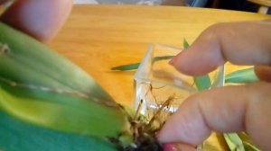 Мильтассия Брассия Бульбовые орхидеи Наращиваю корни