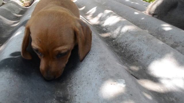 Щенок таксы гуляет с котом смотреть онлайн