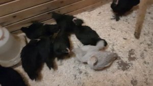 Цыплята Маран черно-медный в сарае.Инкубационное яйцо.