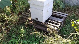 25 сентября, у кого то уже почти зима, а у нас ещё бабье лето.