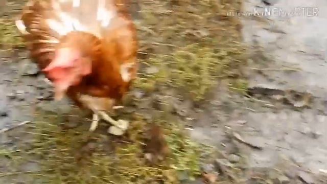 ПЕТЯ-ПЕТУШОК И КУРОЧКИ! В ДЕРЕВНЕ!