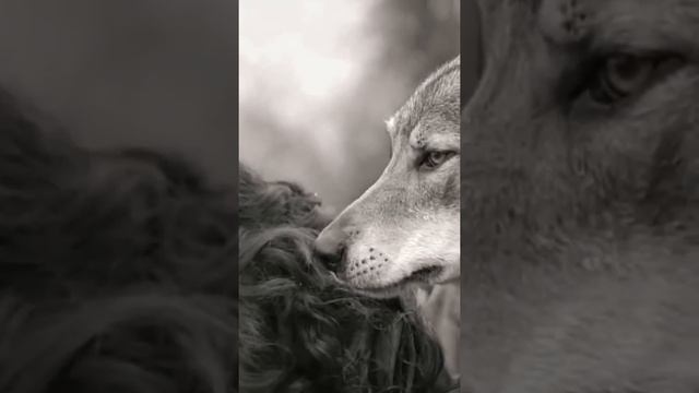 Волчица защищала девочку, но охотник этого не понял ? #shorts смотреть онлайн