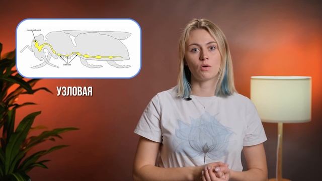 Биология ЕГЭ - Нервная система | Напольская Ксения