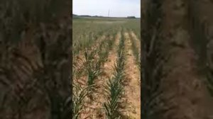 Чеснок под соломой (мульча) 17.06.2018