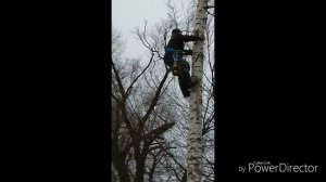 Арборист любитель.