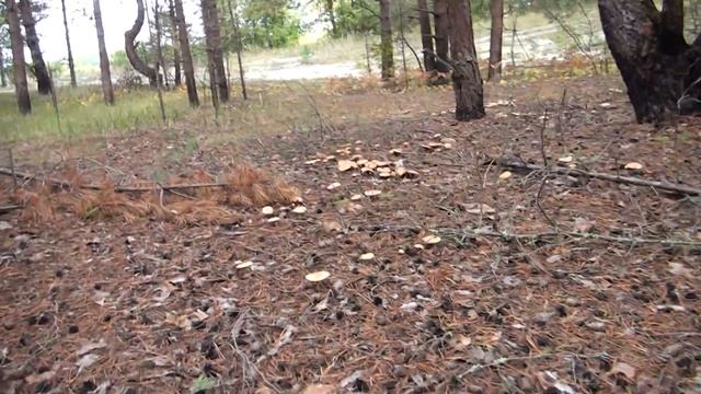 Грибная аномалия 2012 смотреть онлайн