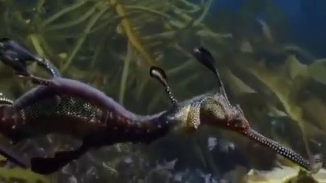 Чарующий своим великолепием и красотой — Листовой морской дракон. смотреть онлайн