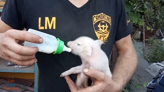 Вес суточных поросят/Какие процедуры нужно сделать поросятам/Первые процедуры в жизни поросят смотреть онлайн