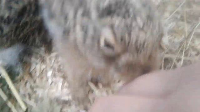 Русачиха Ока и апрельские зайчата. Выкармливание под приемной матерю. Архив