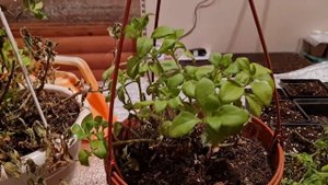 Как сохранить маточные кусты петунии. калибрахоа. сурфинии