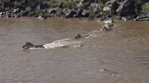 Mara River Crossing : Zebra vs Crocodile