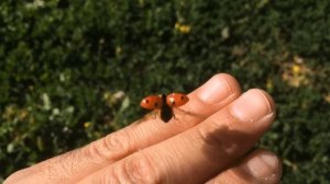 БОЖЬЯ КОРОВКА Интегрированное занятие для детей